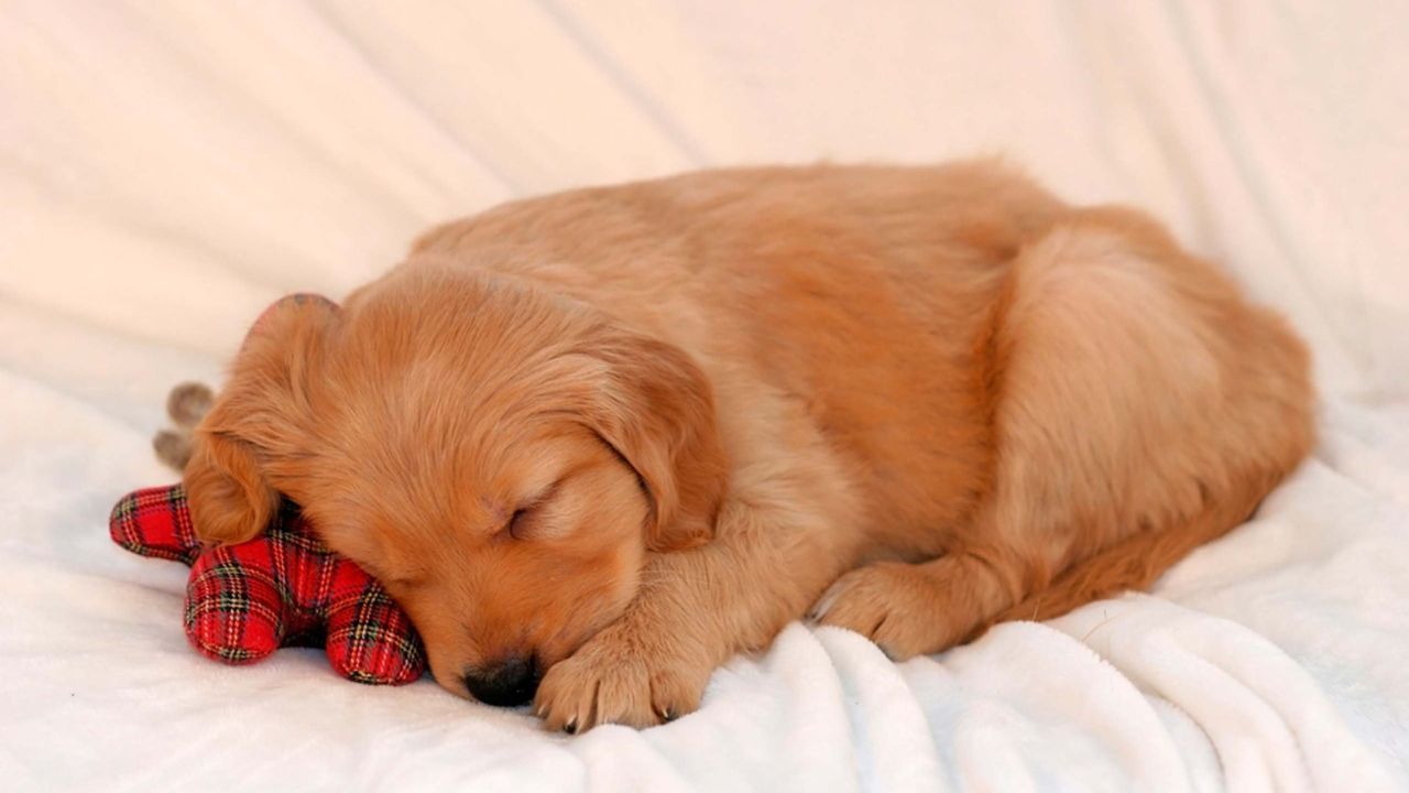 Where Should a Puppy Sleep the First Night?