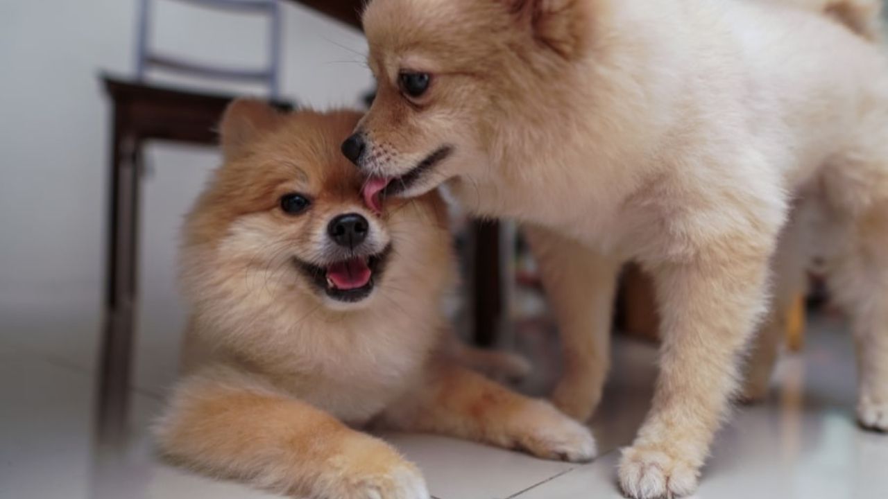 Why Does My Pomeranian Lick Me So Much?