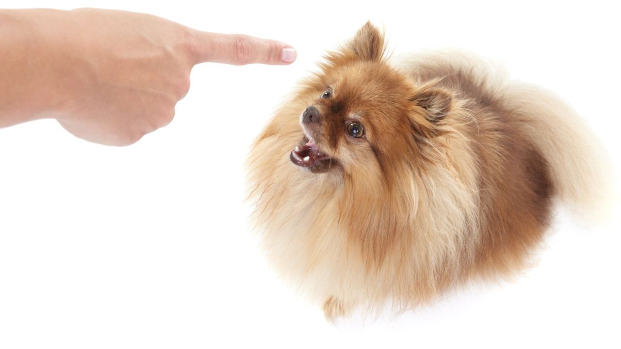 Why Is It Important to Train a Pomeranian Puppy Not to Bite