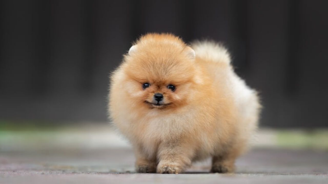 how much are pomeranian teacup