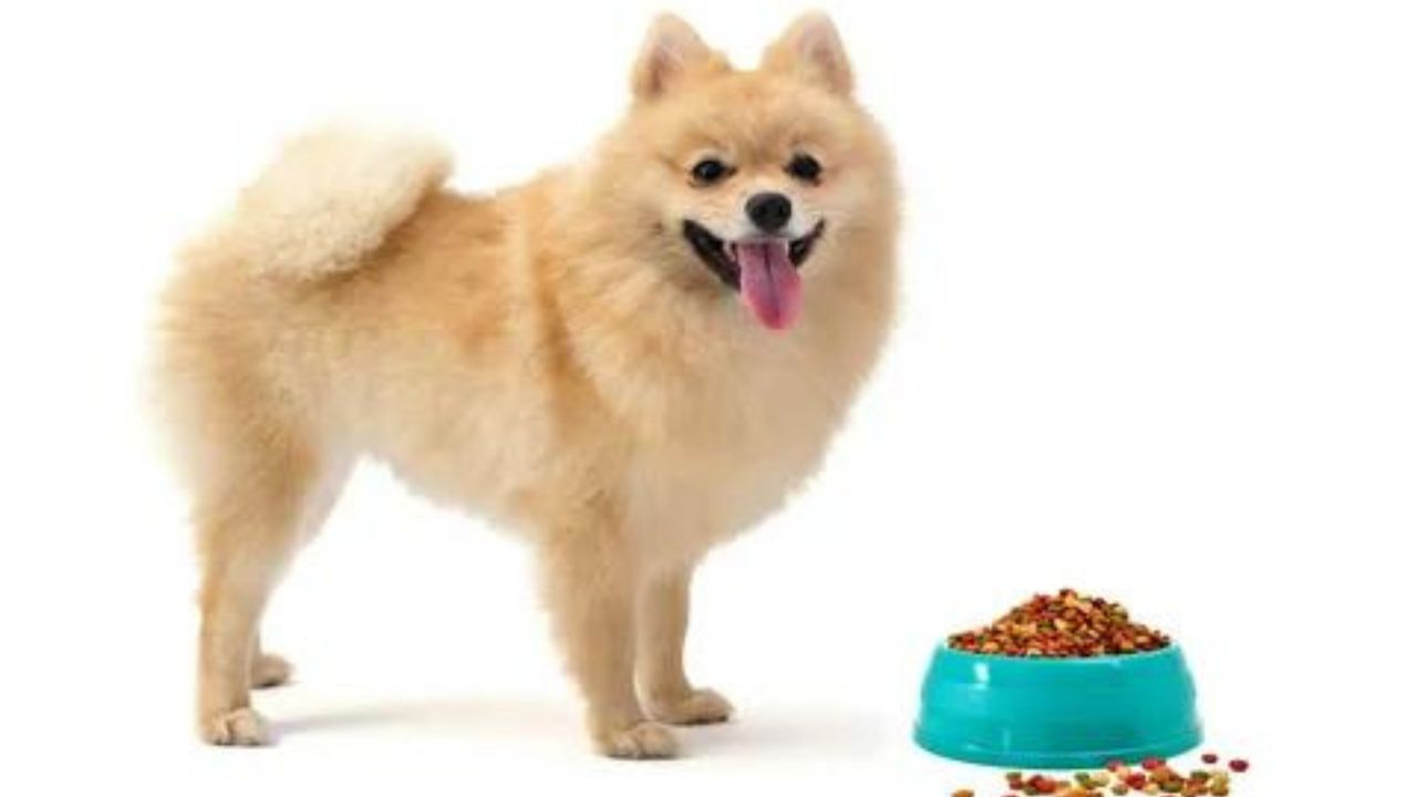 Can Pomeranians Eat Raw Meat