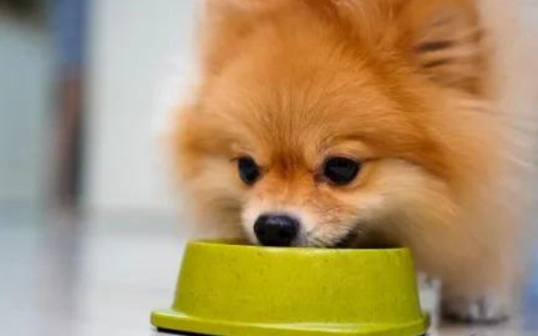 What Can Pomeranians Not Eat? A List of Food Buypomeranianpups