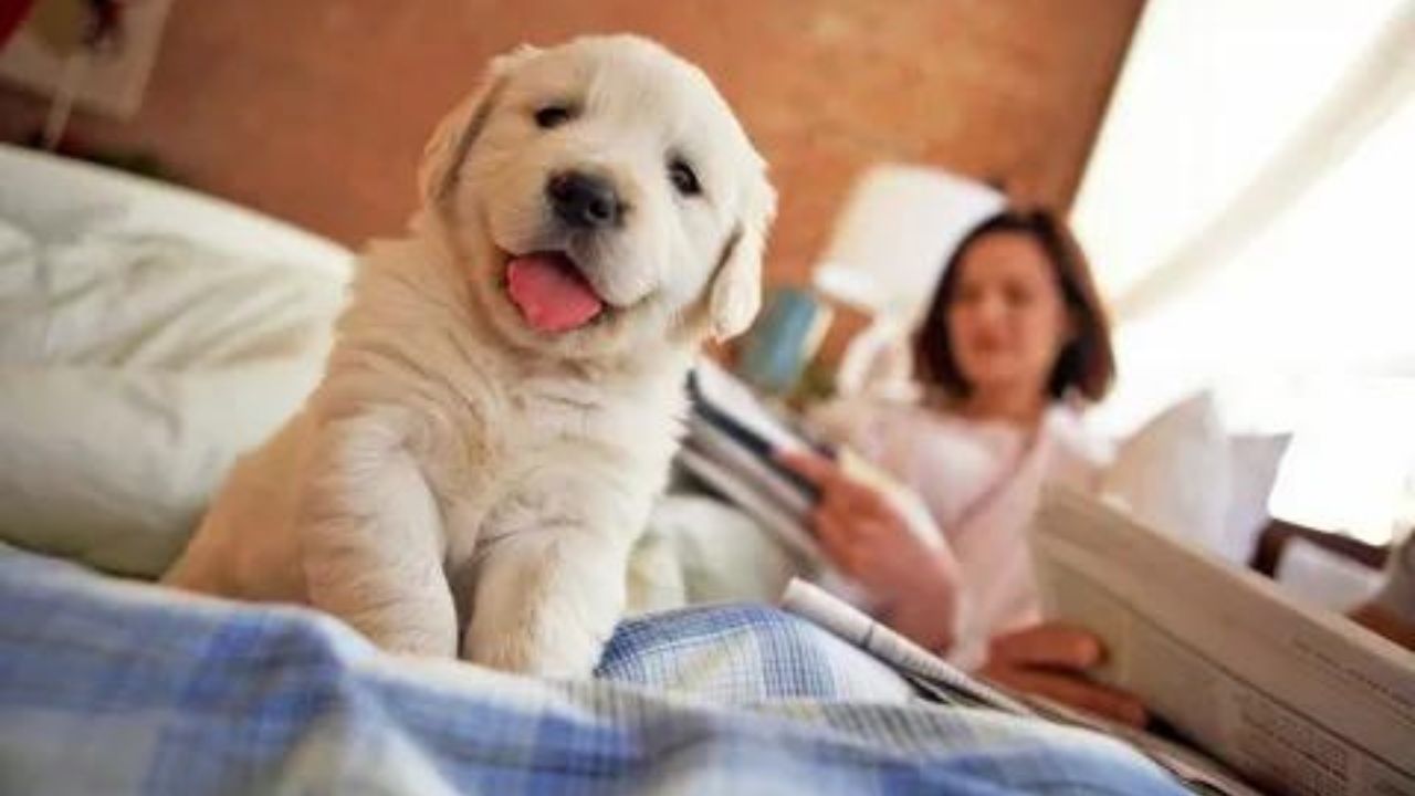 Puppy-Proof Your Bedroom