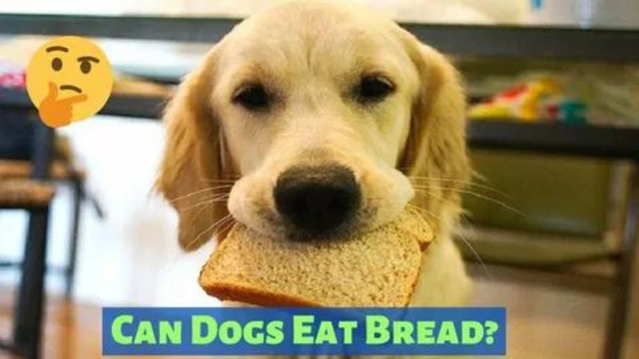 Can Dogs Eat Sweet Bread?