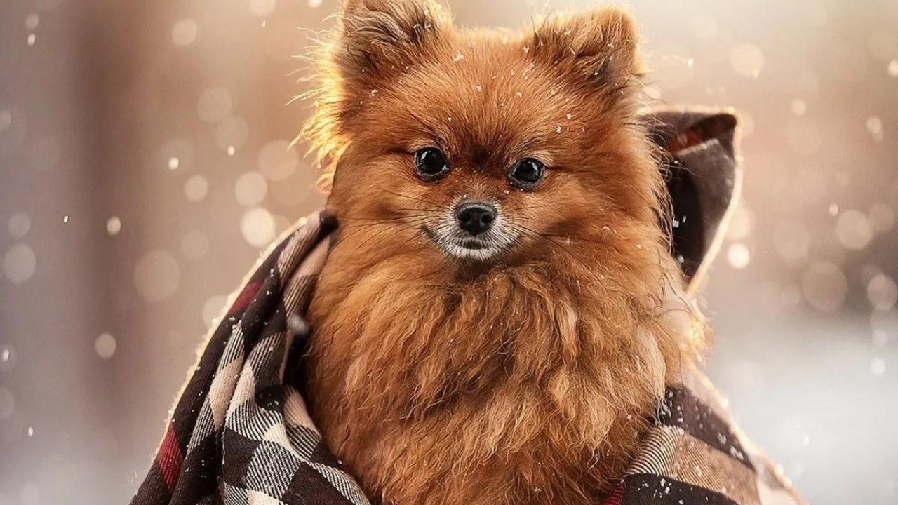 Do Pomeranians Like the Cold?