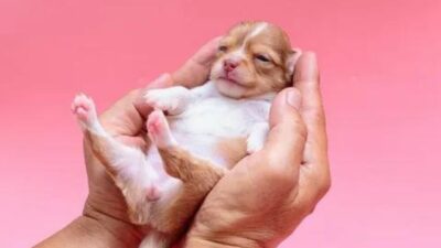 How To Take Care of Newborn Puppies Without Mother