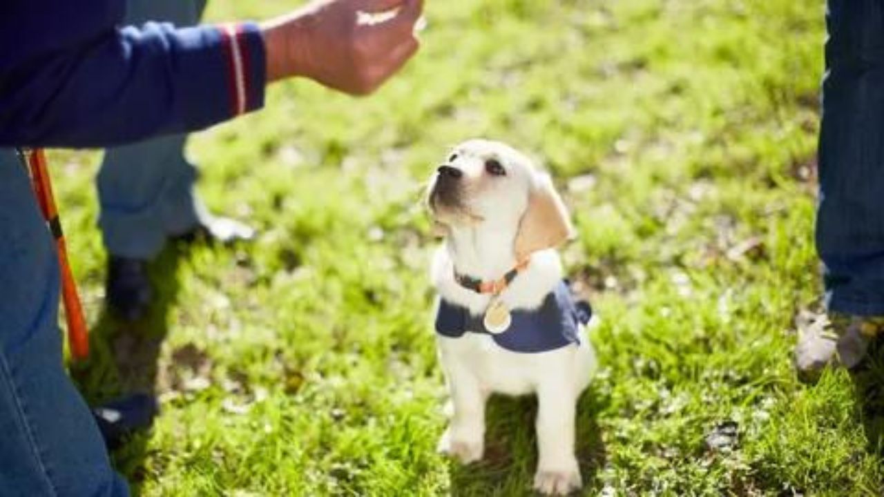 How To Take Care of a Puppy For Beginners