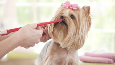 How to Care for a Yorkie Puppy