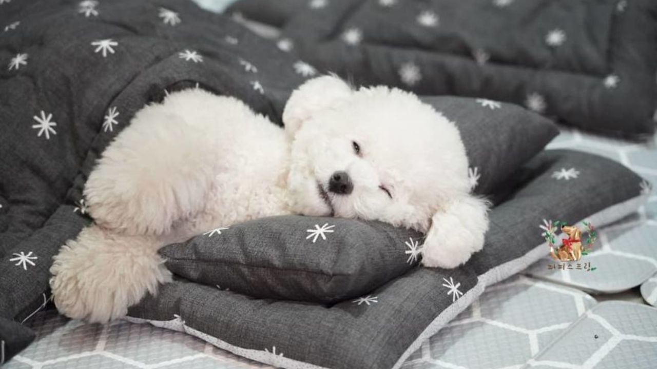 How to Make a Puppy Sleep Instantly