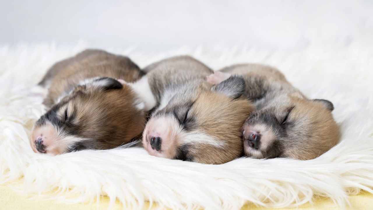 Newborn Puppy Sleep Patterns
