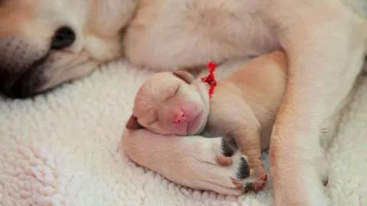 Planning for Newborn Puppy Care