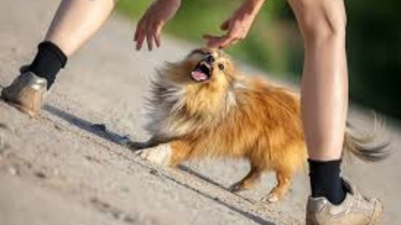 Pomeranian Dog Bite Treatment
