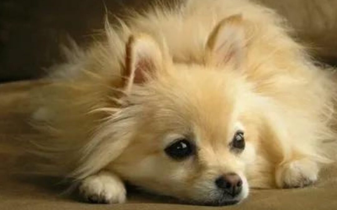 Do Pomeranian Shed A Lot?