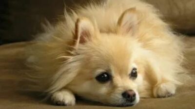 why-are-pomeranians-so-expensive