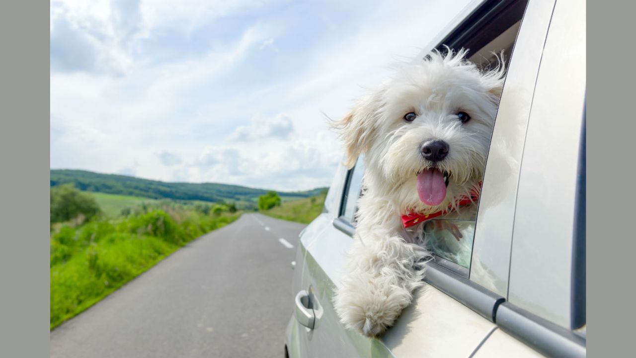 Travelling with Your Puppy