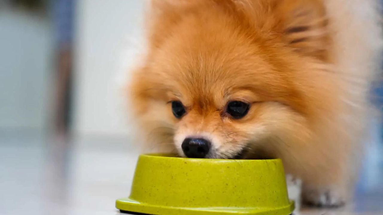 What Foods Can a Pomeranian Eat