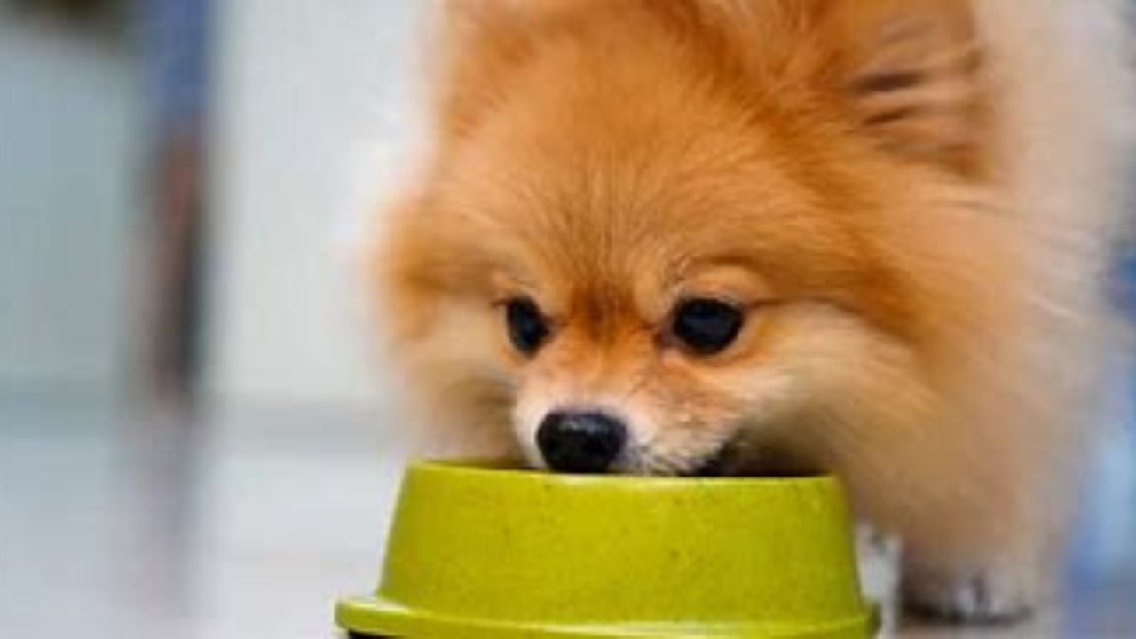 how much to feed a pomeranian