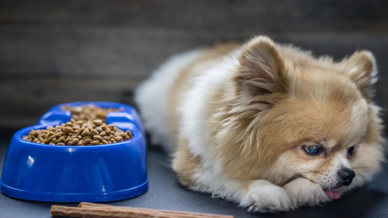 What Can Pomeranians Eat