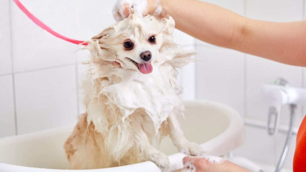 Caring for Your Puppy After Pomeranian Bath Time
