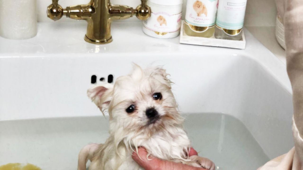 Bathing a Pomeranian Puppy