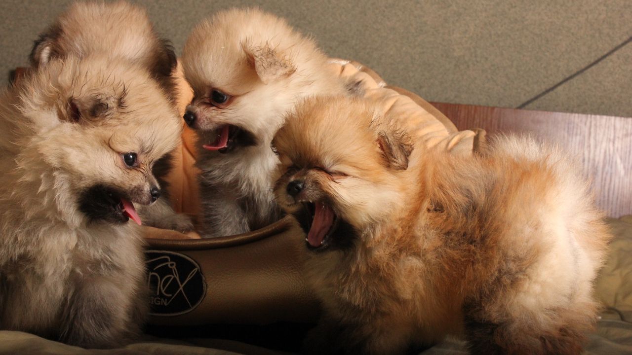 how many puppies does a pomeranian have