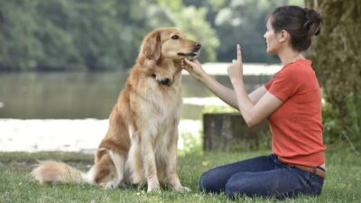 What is the First Thing You Should Train Your Puppy