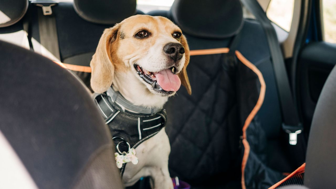 What to do if your puppy is anxious about car travel