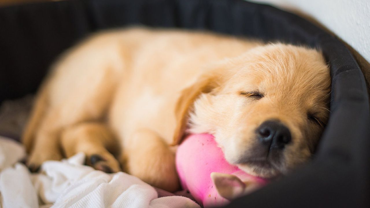 where-will-your-puppy-sleep-at-night