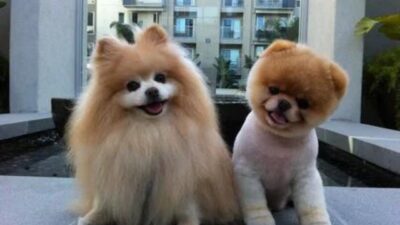 why-are-pomeranians-so-expensive