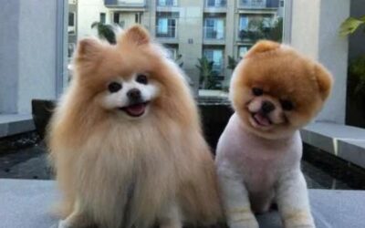 Why Are Pomeranians So Expensive?