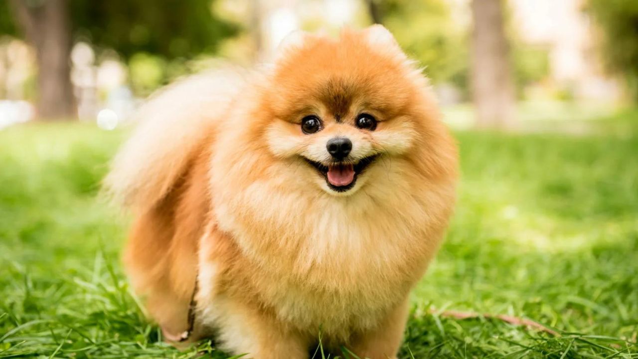 Health and Care Costs For Teacup Pomeranian Puppy 