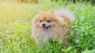 How Long Does it Take to Train a Pomeranian Puppy?