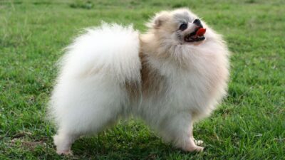 Factors Affecting Training Time For How long does it take to train a Pomeranian puppy