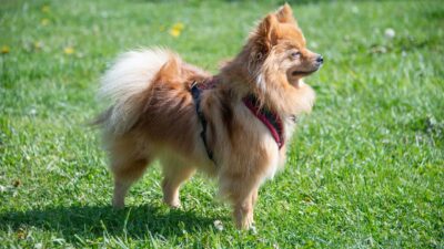 Tips for Efficient Training How Long Does it Take to Train a Pomeranian Puppy