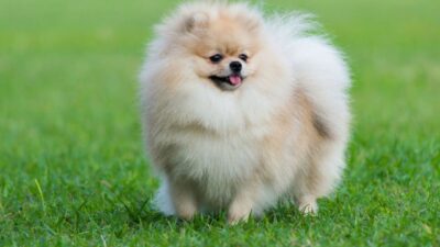 Factors Affecting Pomeranian Puppy Costs