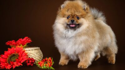 Adopting vs. Buying a Pomeranian Puppy for How Much Do  Pomeranian Puppies Cost