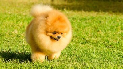 How Much Do Pomeranian Puppies Cost