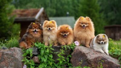 How Many Puppies Can a Pomeranian Give Birth To