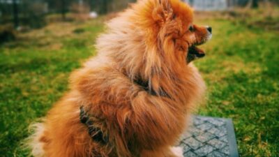 Sample Feeding Schedule for Pomeranian Puppies