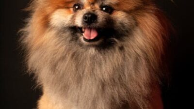Common Feeding Mistakes to Avoid with Pomeranian Puppies