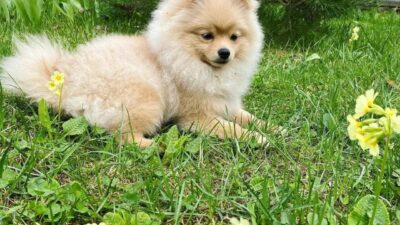 Health Considerations for Pregnant Pomeranians