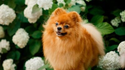 How Many Puppies Can a Pomeranian Give Birth To Care During Pregnancy