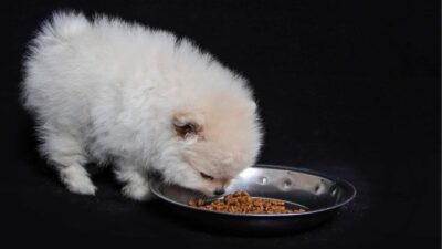 Feeding Schedule for Pomeranian Puppies