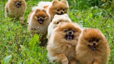 Recommended Diet for Pomeranian Puppies