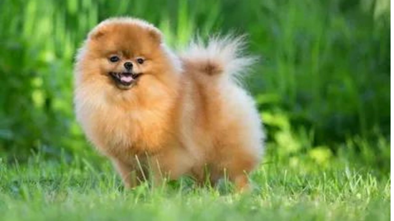 How Much Do Micro Pomeranian Puppies Cost