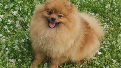 Where to Find Micro Pomeranian Puppies for Sale