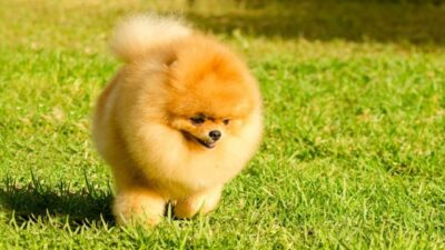 Factors Affecting the Cost of Micro Pomeranian Puppies