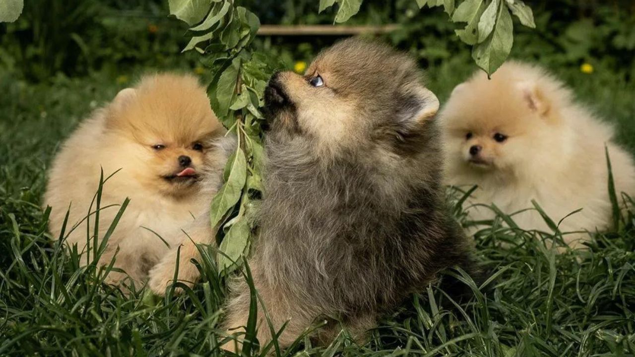 How Much Does It Cost to Buy a Pomeranian Puppy