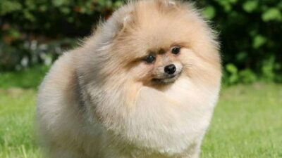 What Justifies the Price of a Pomeranian Puppy
