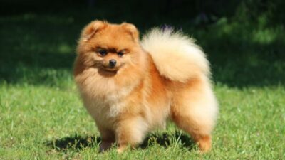 Health Considerations Related to Pomeranian Weight